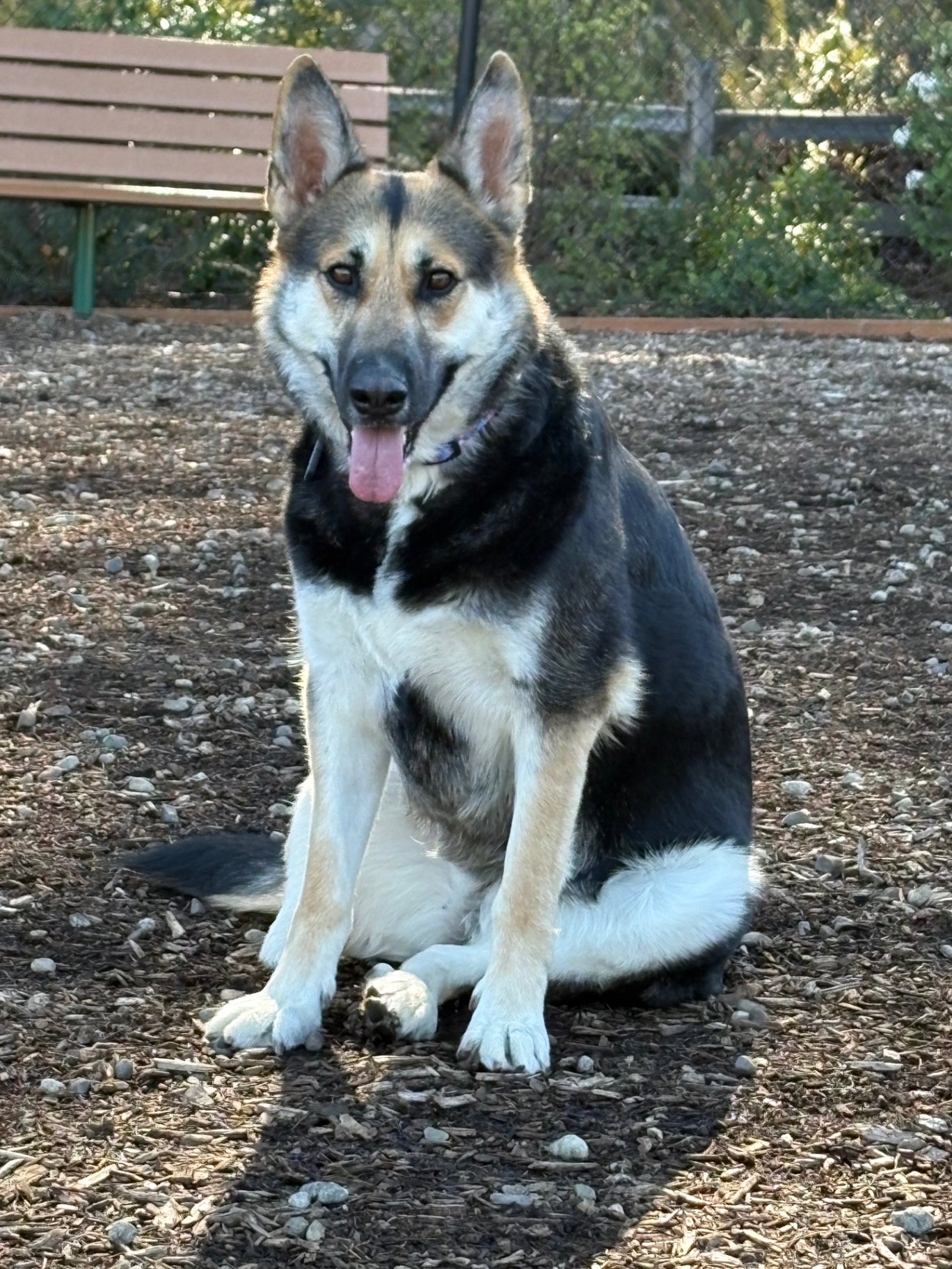 Wendy, a German shepherd mix, sitting outside