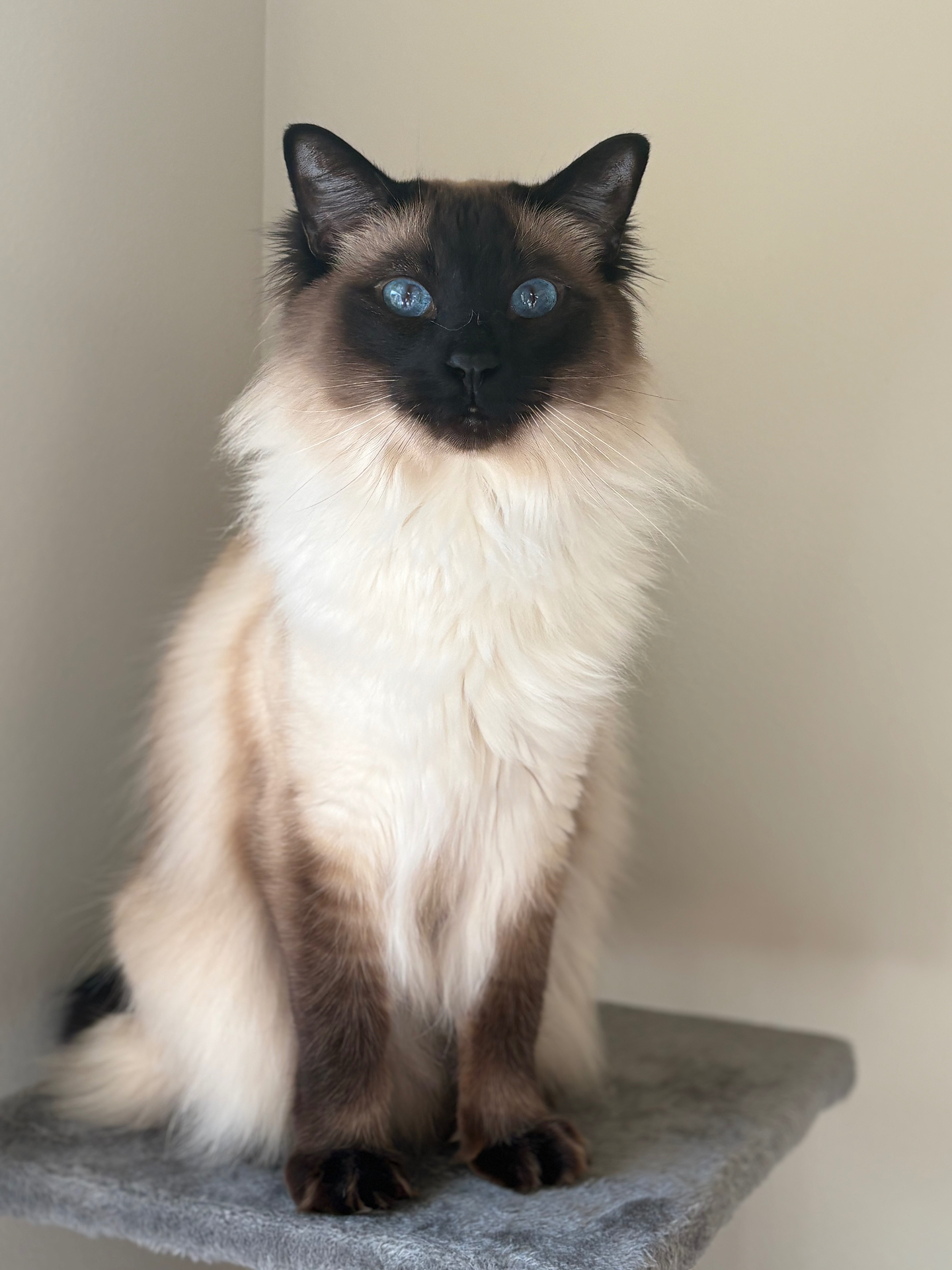 Huck, a fluffy seal-point cat with blue eyes