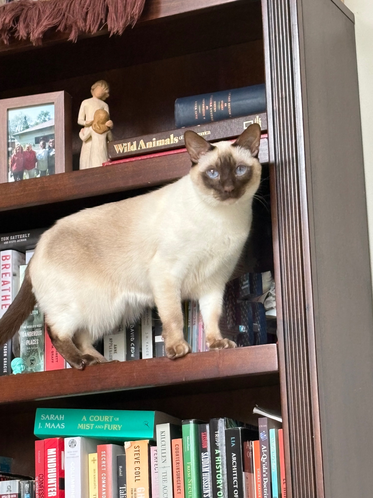 Gus, a sleek Siamese cat asleep in his desk bed